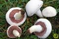 meadow mushroom